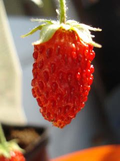 fraise