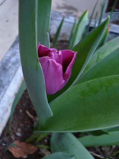 tulipe2-