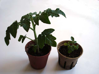 tomatos-plant-test