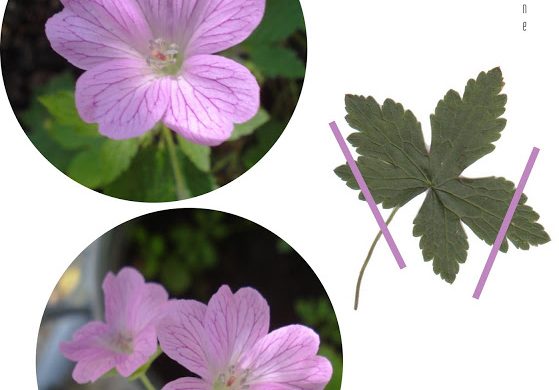 wild-geranium