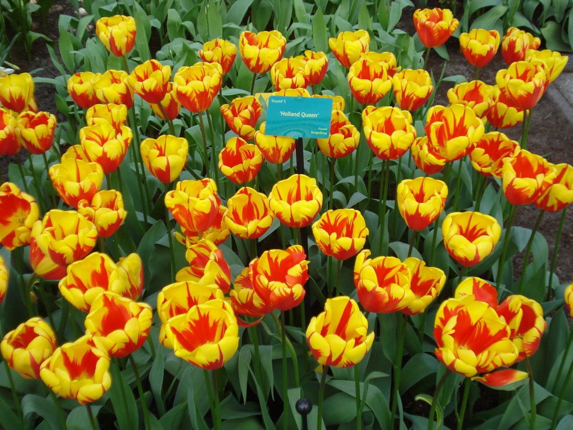 Holland queen tulips