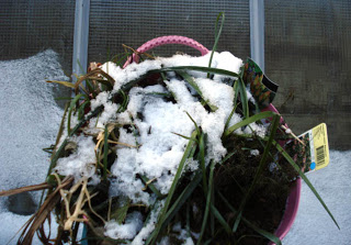 plant-under-snow