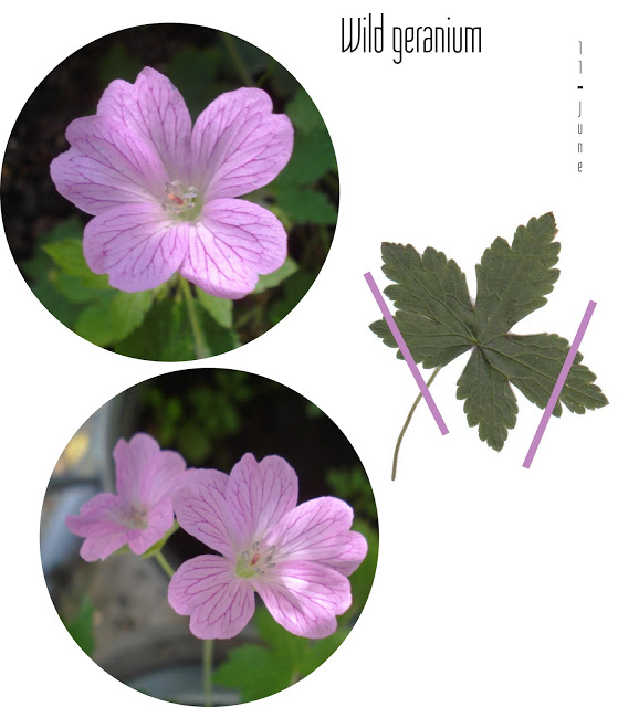 wild-geranium