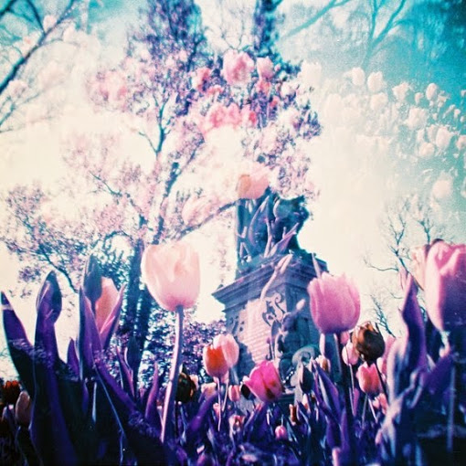 lomography-purple-film-flower2