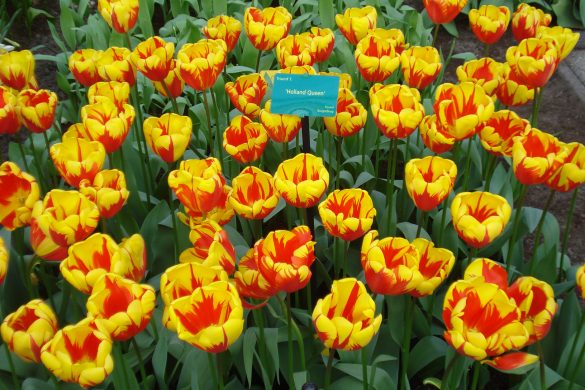 Holland queen tulips